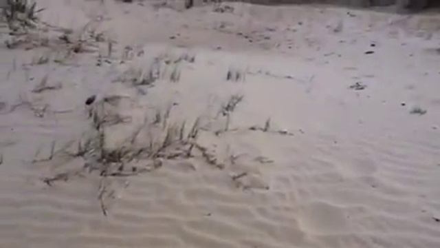 Выжить любой ценой. В степи. Часть 2. смотреть онлайн