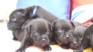 Стаффордширский бультерьер, щенки, питомник "Брэйв Спирит".