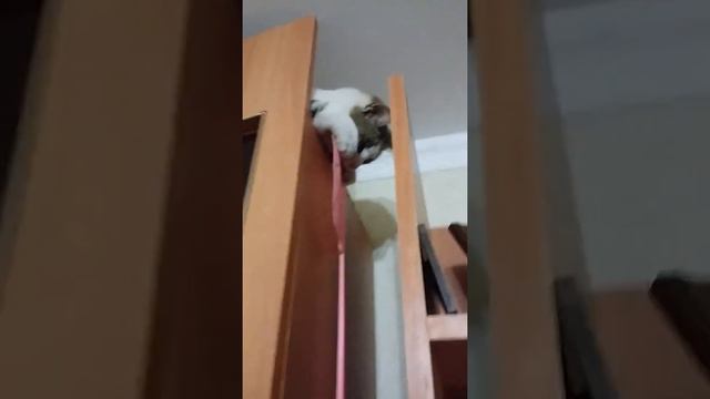 Мейн-кун развлекается смотреть онлайн