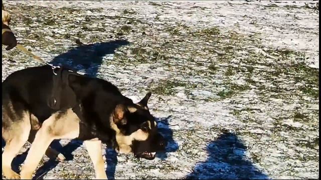 22 ноября 2020 г.