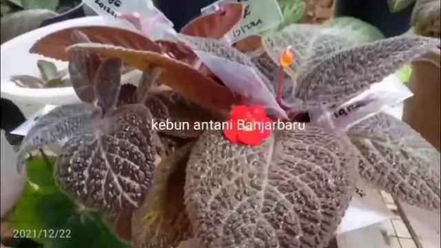 Time To Breeding ( Episcia Pink Acajou, Green Tea, Dkk )