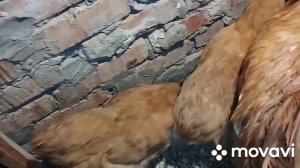 Что делать если петух отморозил гребень чем мазать???