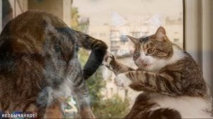 Как Подружить Двух Кошек, Живущих в Одной Квартире ¤ НЕОБЫЧАЙНОЕ