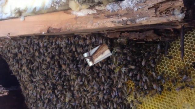 Bee Removal Lavonia GA смотреть онлайн