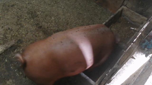 Дюрок 3 месяца а формы пьетрена🔥💪🐖 смотреть онлайн