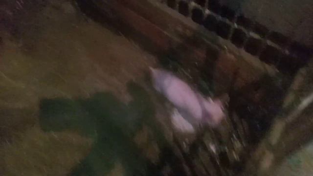 купили поросёнка. смотреть онлайн