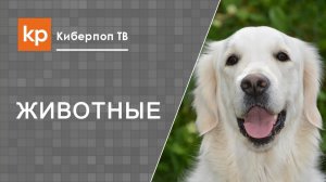 Куда попадет душа собаки после смерти?