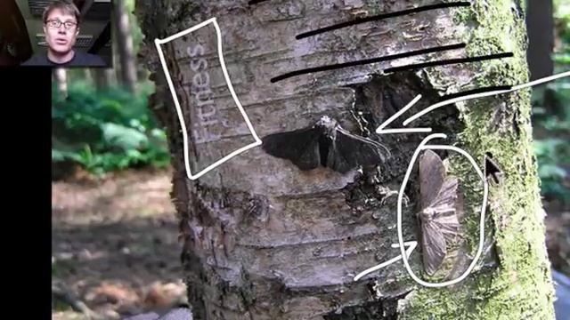 Natural Selection смотреть онлайн