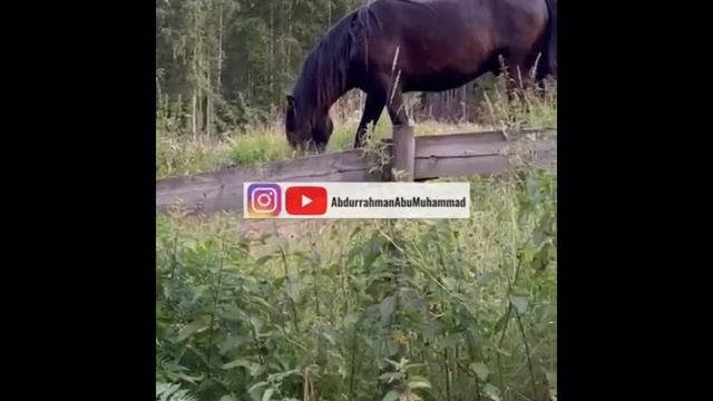 Хадис/Значение коня бывает трех видов,так какой же выбрал ты/Имам в Одессе Шейх Абдурроhман. смотреть онлайн