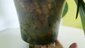 Орхидея (Surf Song)  сурф сонг на 5 цветоносов!  орхидея фаленопсис мой уход полив орхидеи