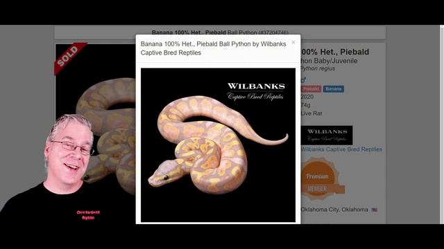 The 'Savannah' Ball Python! смотреть онлайн