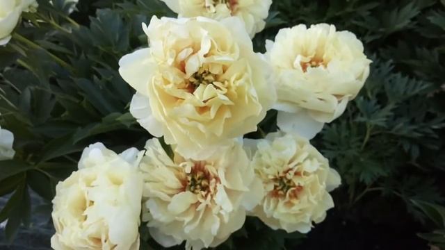 пион PRAIRIE CHARM - ИТО гибрид смотреть онлайн