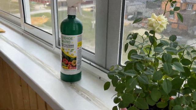 Как вырастить Розу в горшке с магазина смотреть онлайн