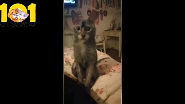 КОШКА ОБОРОТЕНЬ ЛИКОЙ смотреть онлайн