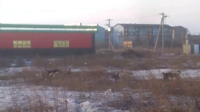 Стая агрессивных собак оккупировала микрорайон новый в Тайшете смотреть онлайн