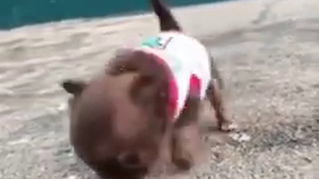 Осторожно злая собака!😁😂😘 смотреть онлайн