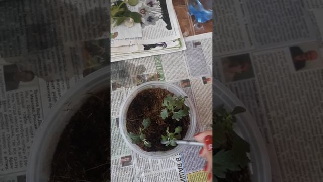 Укоренение черенков хризантем осенью 2 часть смотреть онлайн