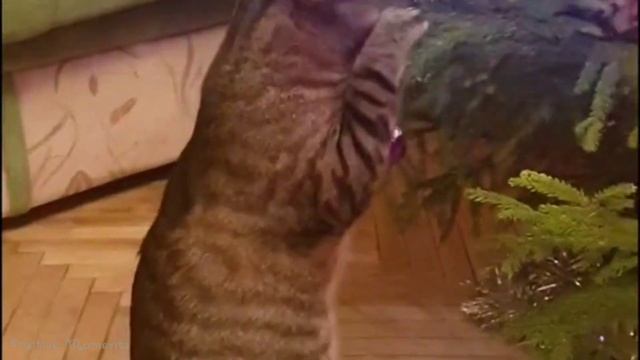 СМЕШНЫЕ КОТЫ И ЁЛКИ, ПРИКОЛЫ С КОТАМИ, ПОДБОРКА СМЕШНЫХ ВИДЕО #2 смотреть онлайн