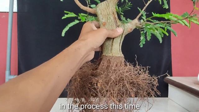 Repotting Tamarindus Indica | bonsai from air layering | bonsai asem jawa dari hasil cangkok смотреть онлайн