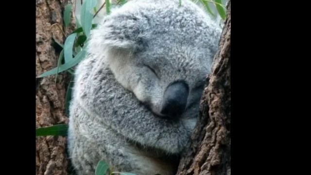Коала "плюшевый медвежонок". Интересные факты о коале смотреть онлайн