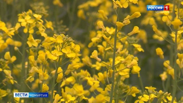 Иворъёс 02.08.2022