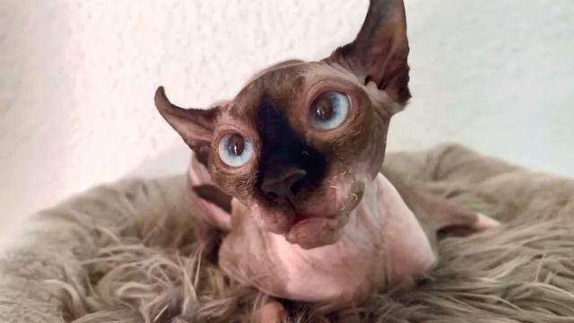 Лысая кошка сфинкс эльф шипит и странно себя ведёт смотреть онлайн