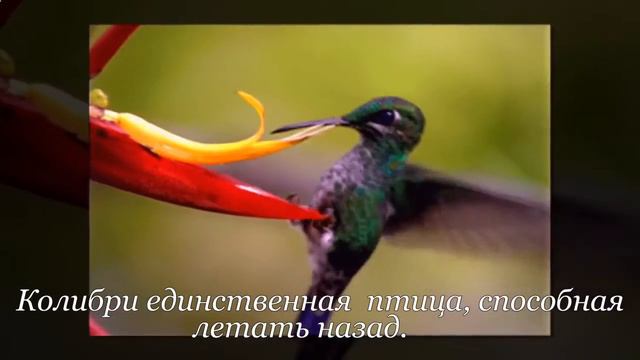 Подборка невероятных фактов №3 смотреть онлайн
