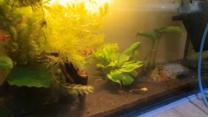 Как и сколько раз кормить аквариумных рыбок! Отвечаю на вопрос! Будни аквариумов!