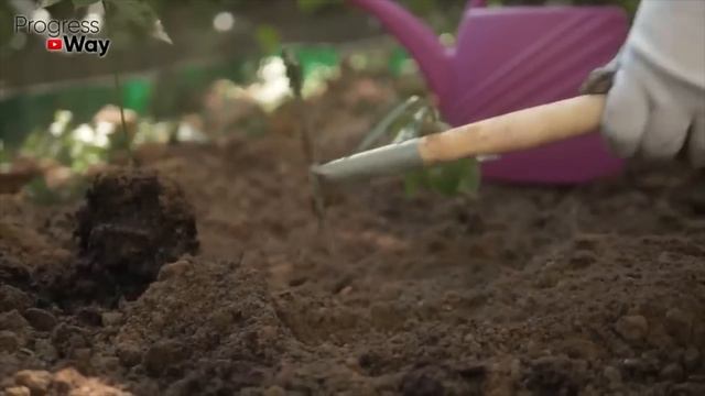 Точные сроки посадки озимого чеснока в 2022 году! Во всех регионах... смотреть онлайн
