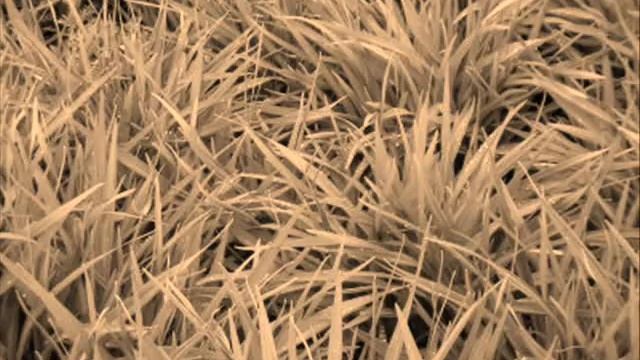 Притча про розу смотреть онлайн