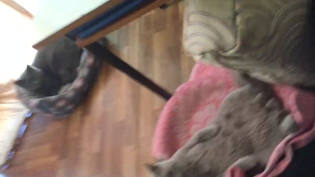Британский кот спит смотреть онлайн