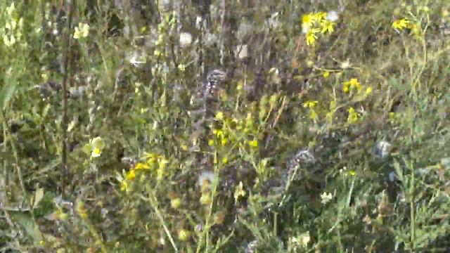 Родные края смотреть онлайн