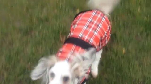 Chinese Crested Powder Puff Dog - Chinese Crested Powder Puff - Learns To Play