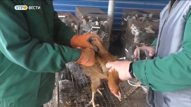 В соседней с Владимирской области зарегистрировано два случая вспышки птичьего гриппа смотреть онлайн