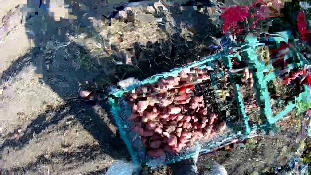 Уборка картофеля 2020 самодельной картофелекопалкой!