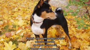 Басенджи (собака): африканская нелающая порода