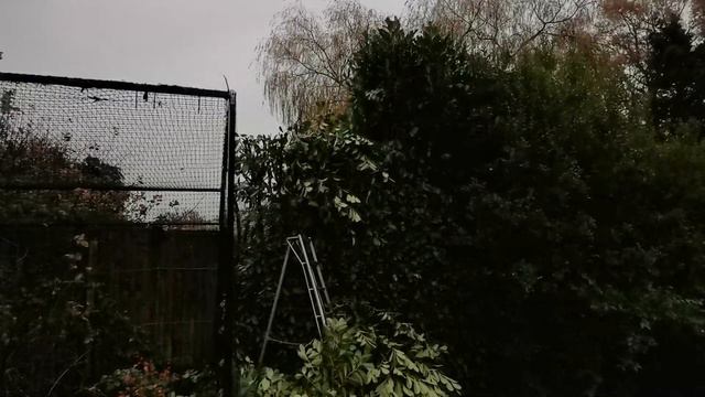 How to Prune and Cut back a large Laurel Hedge смотреть онлайн