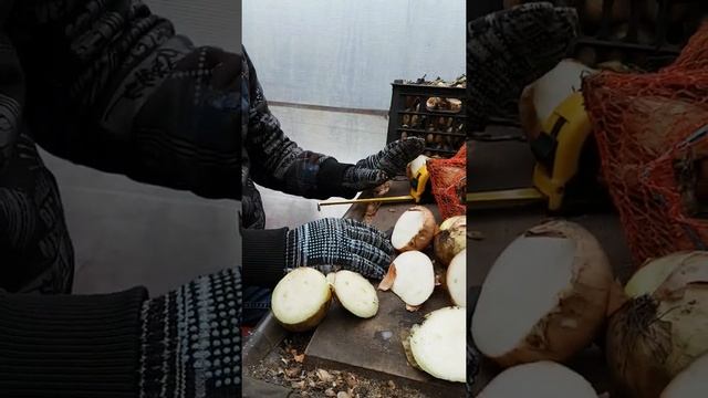Сорта лука на перо(зелень). Размеры. Готовность. Показывал на примере сорта каратал смотреть онлайн