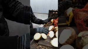 Сорта лука на перо(зелень). Размеры. Готовность. Показывал на примере сорта каратал