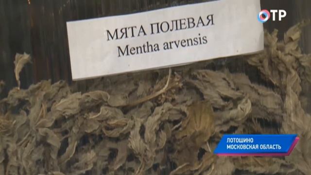 Лотошино. В каком виде спорта его уроженцы – многократные чемпионы Европы смотреть онлайн