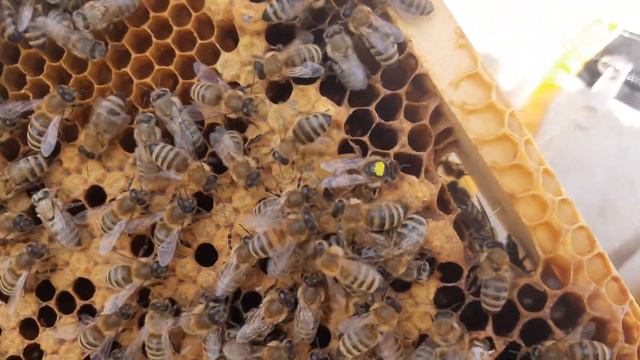 пробуем бакфаст. ф1 смотреть онлайн