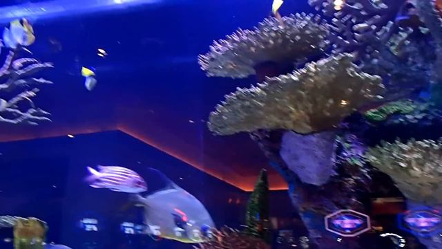 40ft Long Fowlr from the TV SHOW TANKED смотреть онлайн