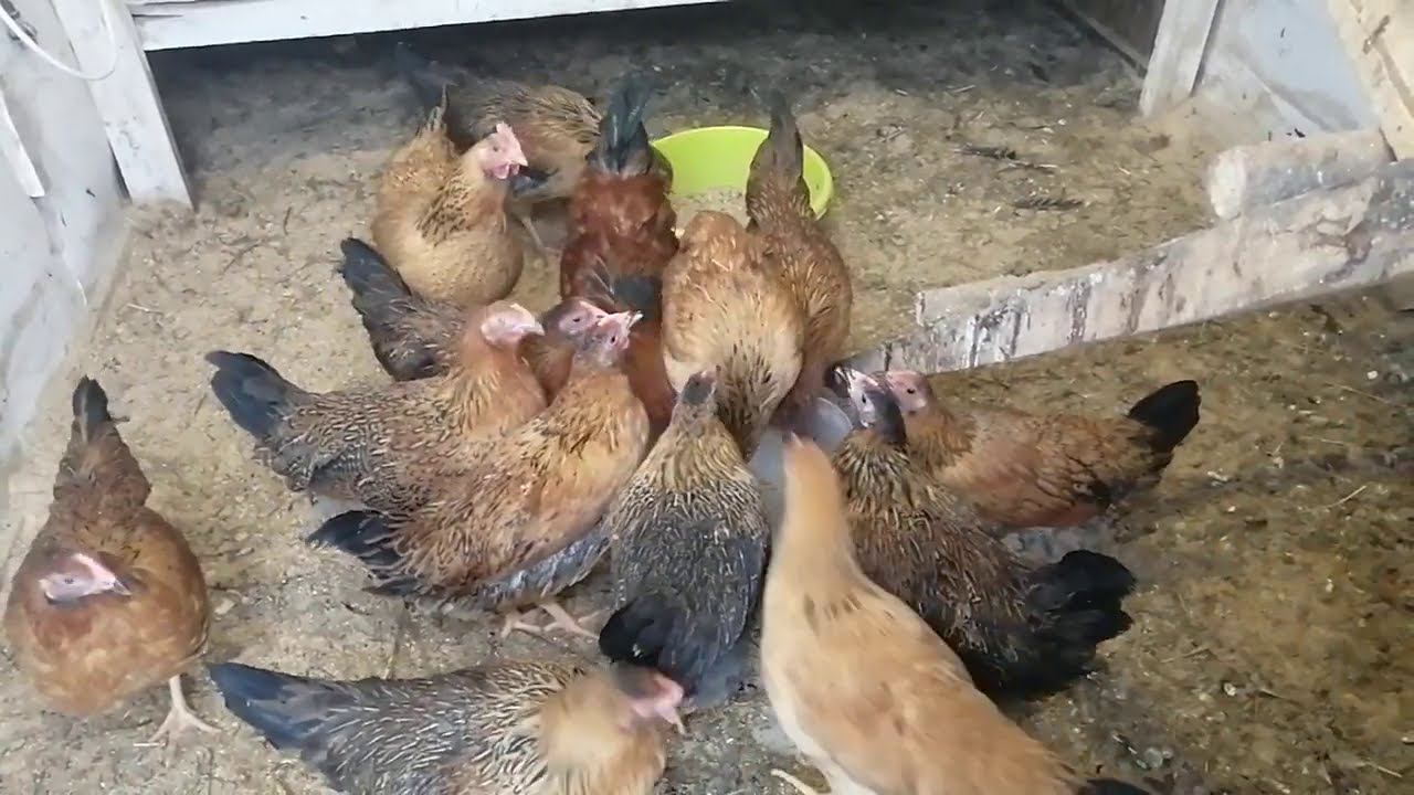 Куриный клещ, блохи у кур. Чем лечить? Ивермек. смотреть онлайн