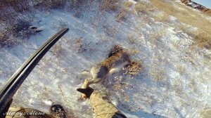 Охота на зайца. Тропление зайца.  Матёрый заяц. Иж-43