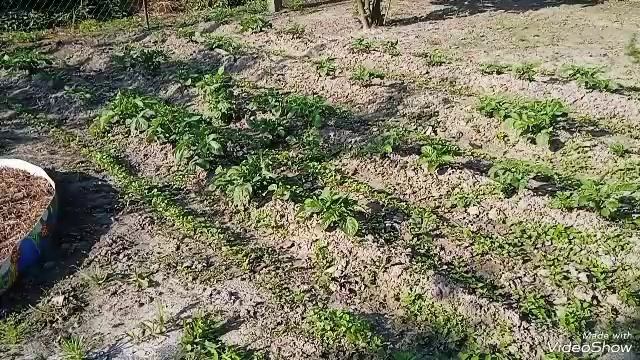 Уход и питание картофеля на ,,бедной,, почве смотреть онлайн