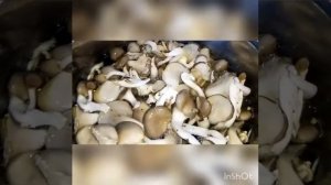 Как сварить вешенки