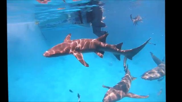 Fulidhoo Maldives 2023 November смотреть онлайн