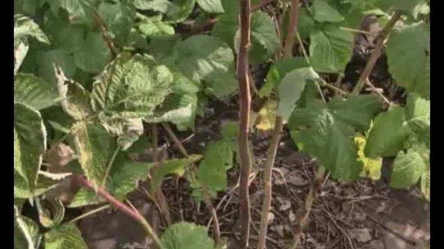 Обработка сада от вредителей и удобрения для сада смотреть онлайн