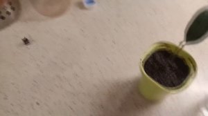 Теперь укореняю лавровые веточки только так! Как вырастить лавр (лавровое дерево) на подоконнике