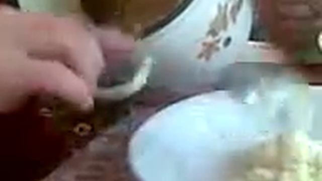 комнатная бабочка смотреть онлайн